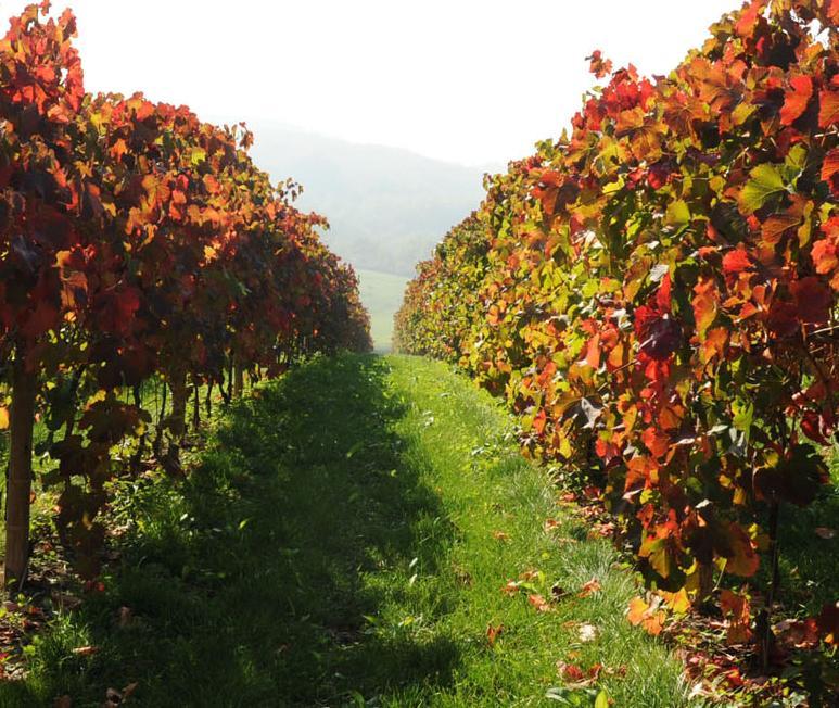 Pianderna Agriwellness Villa Scandiano Bagian luar foto
